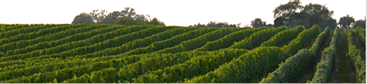 Long Island Winery Tours - New York State Wine Tours - specializing in limousine services for wine tasting in the Long Island, New York area.  Tours featuring professional chauffeurs, luxury sedans, stretch limousines, vans, more.